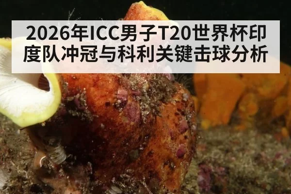 2026年ICC男子T20世界杯印度队冲冠与科利关键击球分析